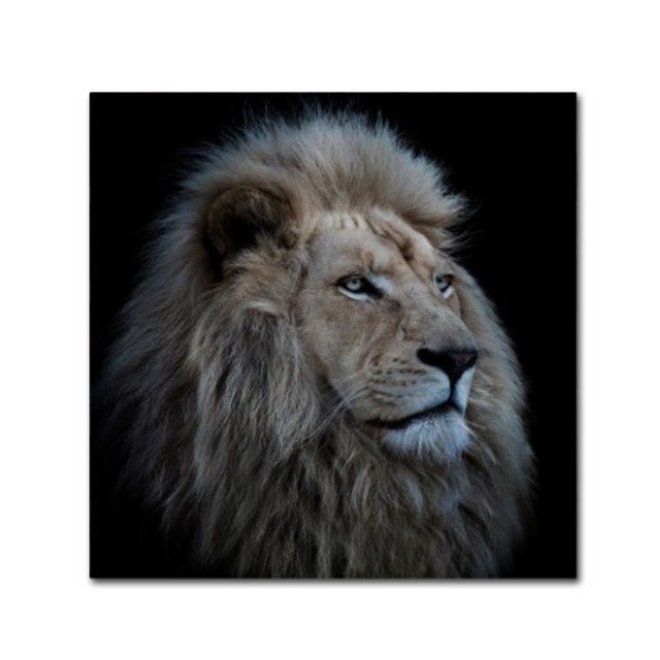 Trademark Fine Art Louise Wolbers 'Proud Lion' Canvas Art, 35x35 1X00501-C3535GG